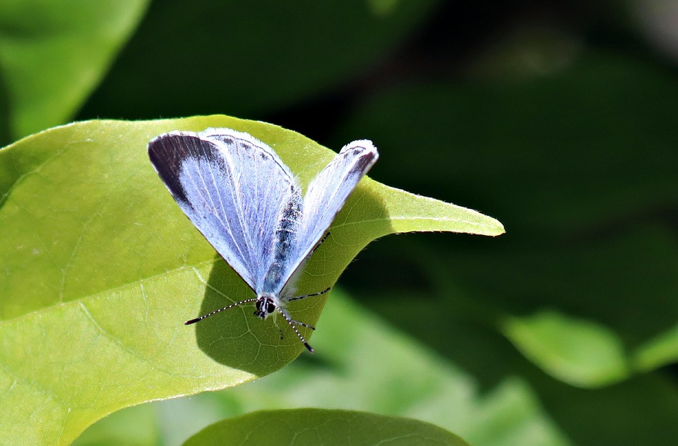 Boomblauwtje blauwe vlinders