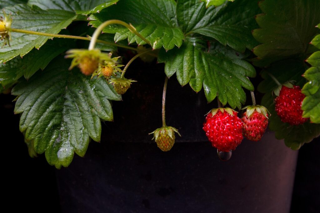 Bosaardbei (Fragaria vesca) inheemse bodembedekkers