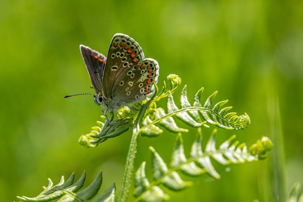 Bruin blauwtje blauwe vlinders