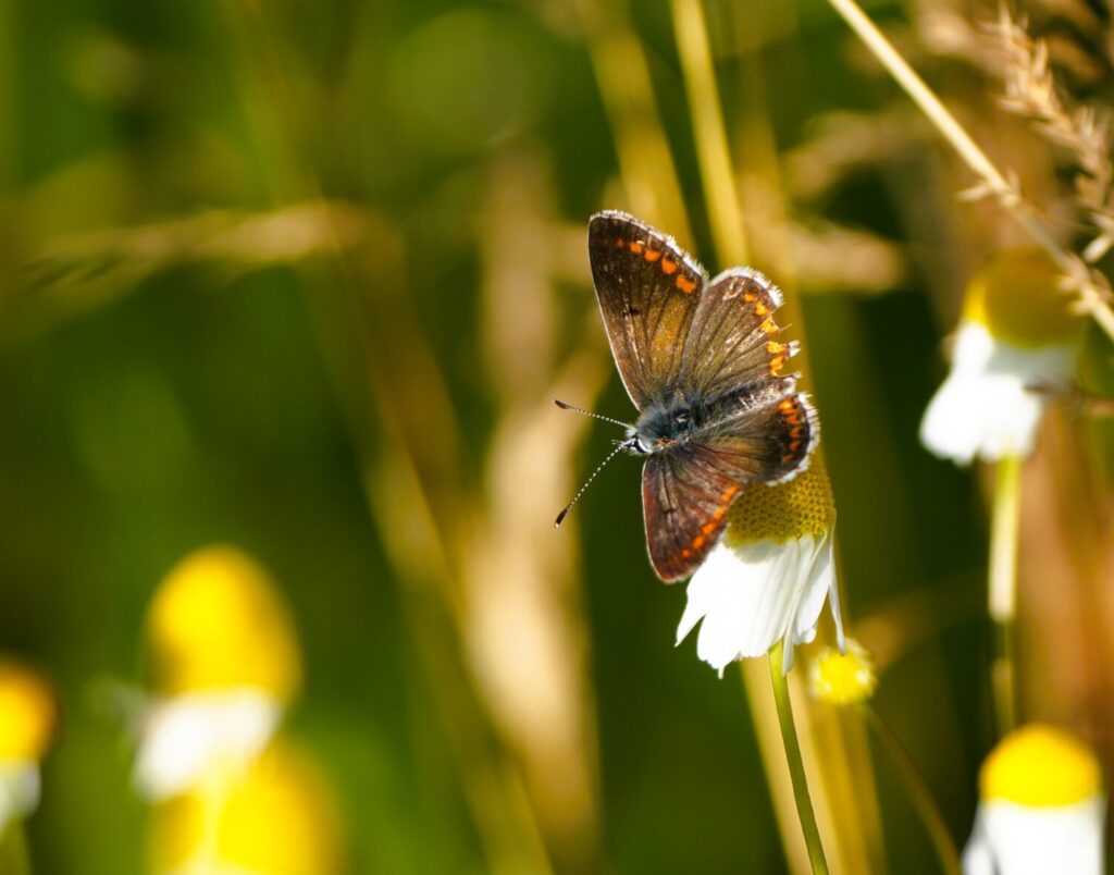 Bruin blauwtje (de Natuur van hier)