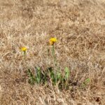 Droogte tuin