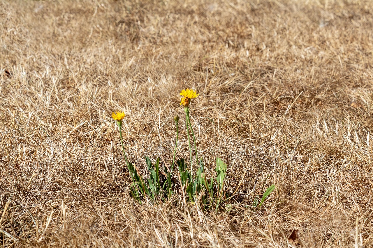 Droogte tuin