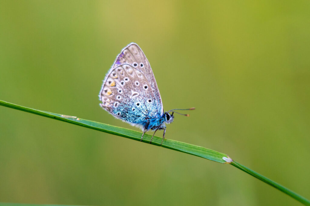Gentiaanblauwtje (Shutterstock)