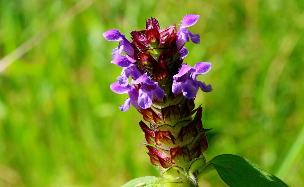 Gewone brunel (Prunella vulgaris) inheemse bodembedekkers