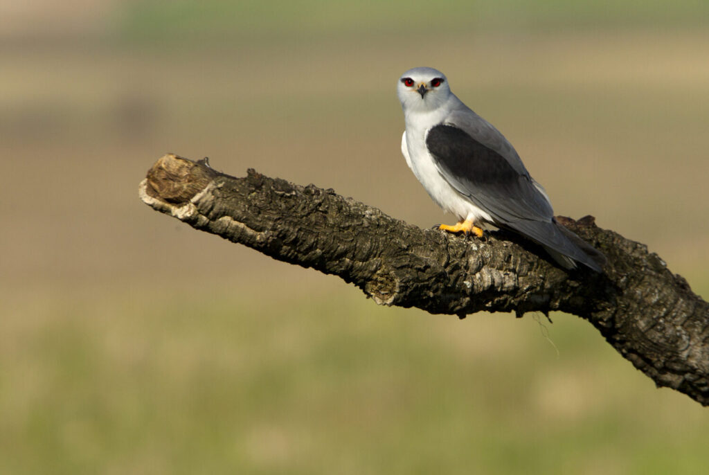 Grijze wouw (Shutterstock)