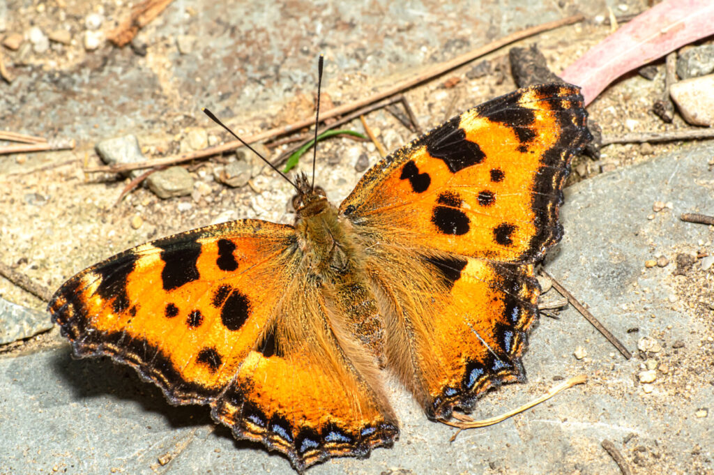Oranje vlinders herkennen - grote vos