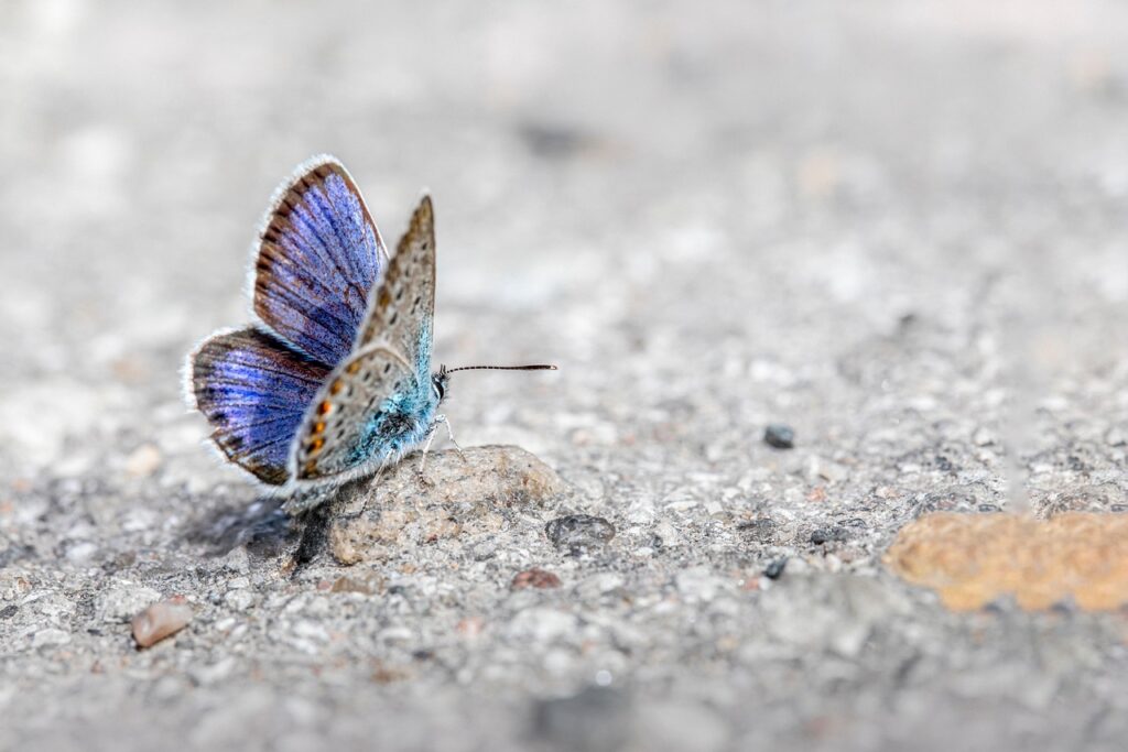 Heideblauwtje blauwe vlinders