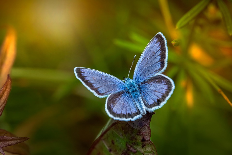 Heideblauwtje blauwe vlinders