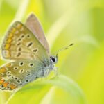Icarusblauwtje blauwe vlinders
