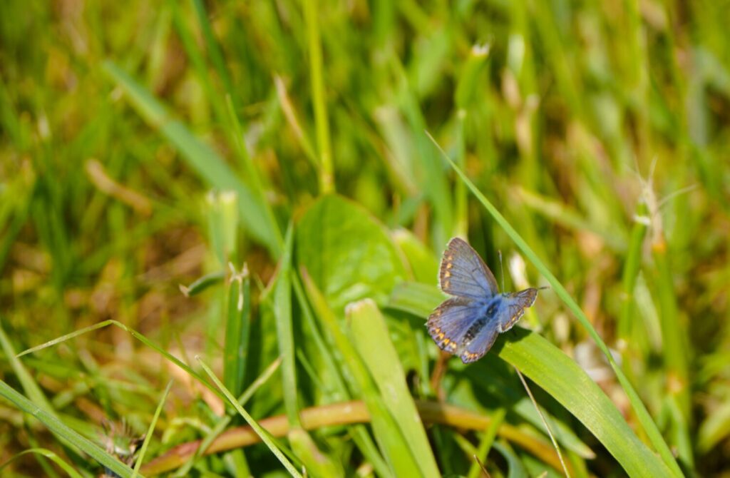 Icarusblauwtje (de Natuur van hier)
