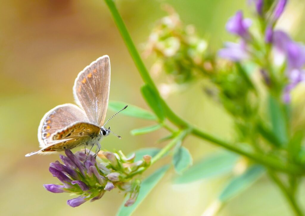 Icarusblauwtje (de Natuur van hier)
