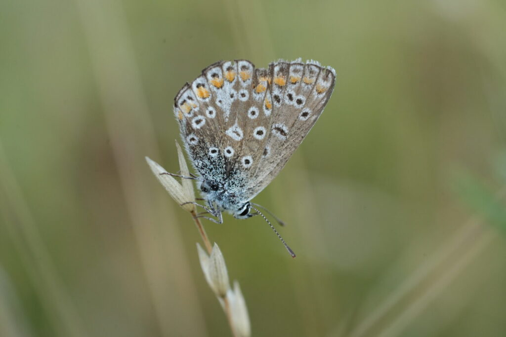 Icarusblauwtje (de Natuur van hier)