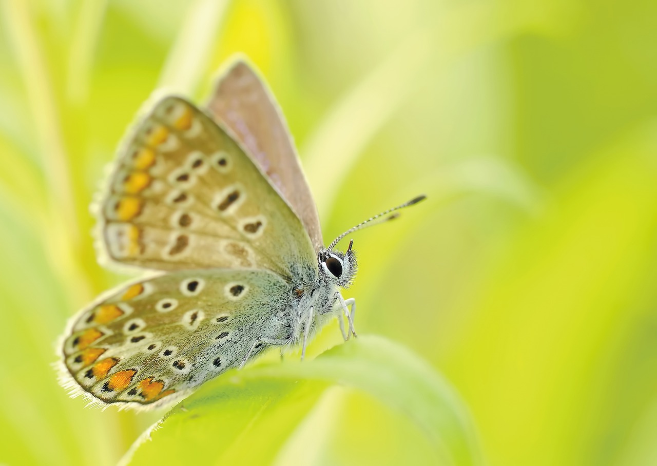 Icarusblauwtje blauwe vlinders
