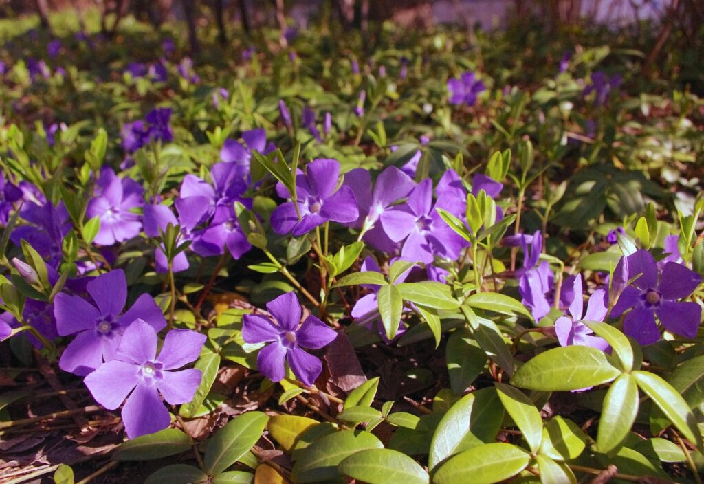 Klein maagdenpalm (Vinca minor)