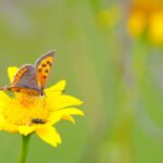 Kleine vuurvlinder (de Natuur van hier)