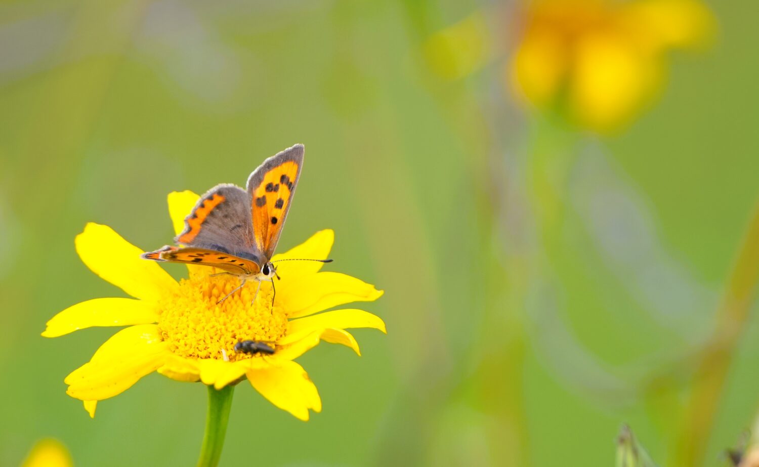 Kleine vuurvlinder (de Natuur van hier)