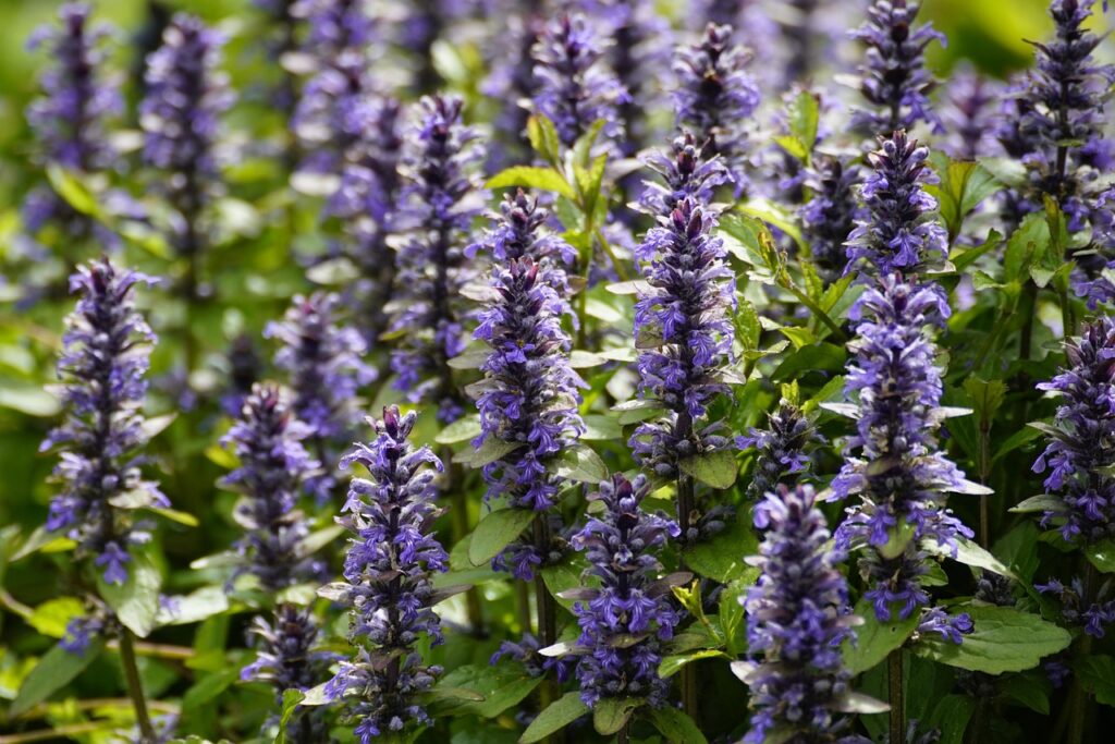 Kruipend zenegroen (Ajuga reptans)
