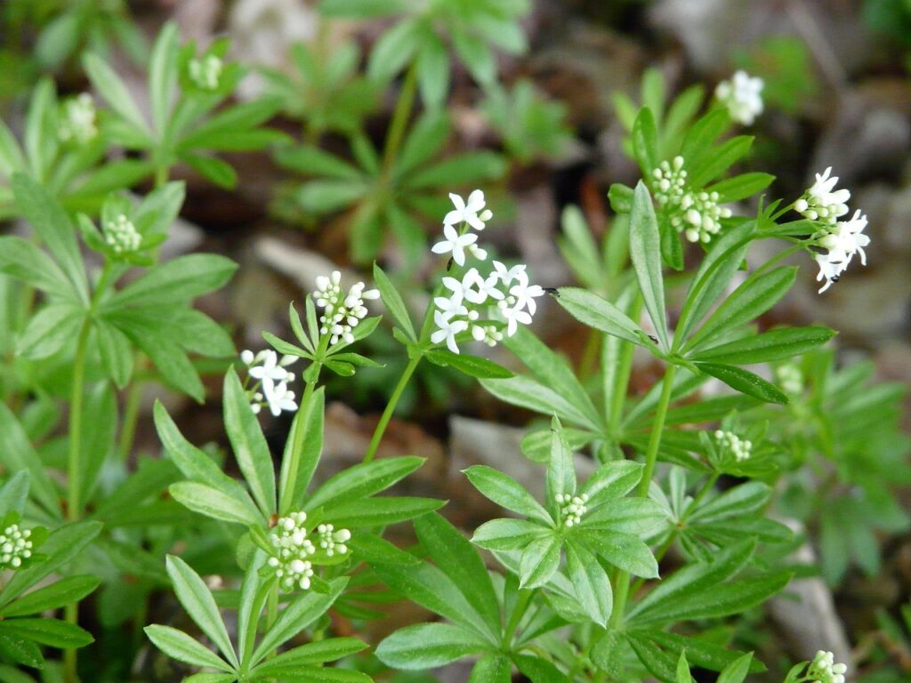 Lievevrouwebedstro (Galium odoratum) - inheemse bodembedekkers