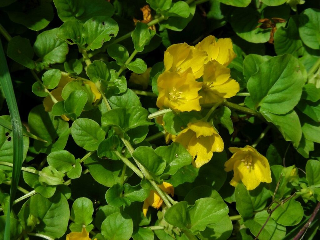Penningkruid is een ideale bodembedekker rondom een vijver. De plant groeit namelijk zowel in het water als in de grond (Saxifraga - Ed Stikvoort)
