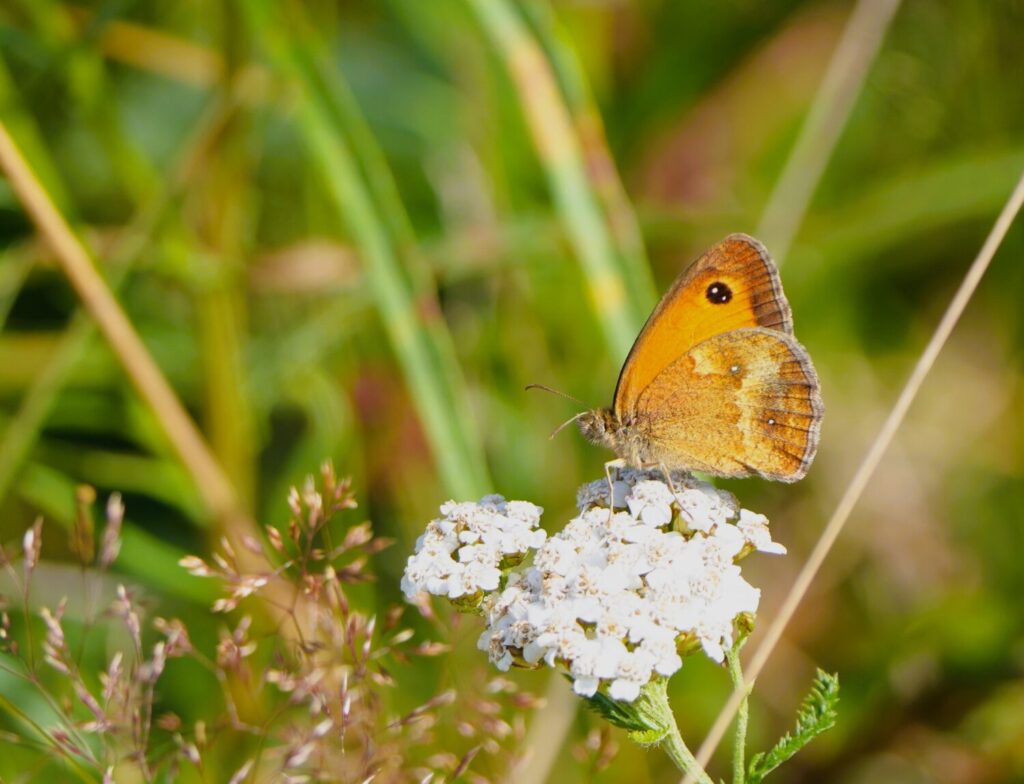 Oranje vlinders herkennen / Oranje zandoogje De Natuur van hier