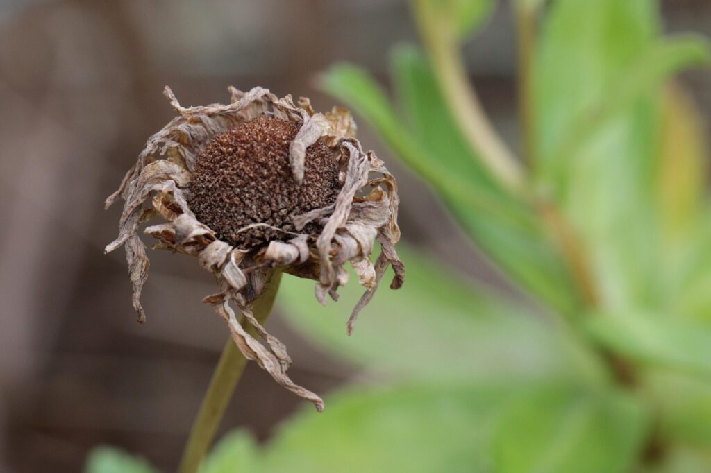 Droogte tuin