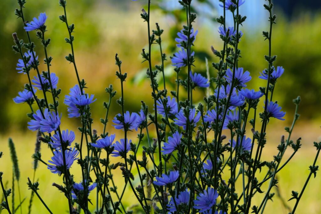 Wilde cichorei droogte tuin