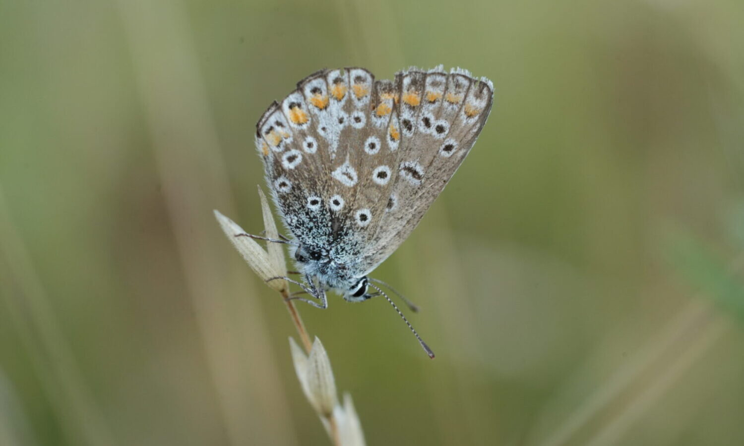 Icarusblauwtje - de Natuur van hier