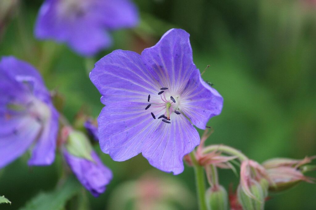 Beemdooievaarsbek (Geranium Pratense)