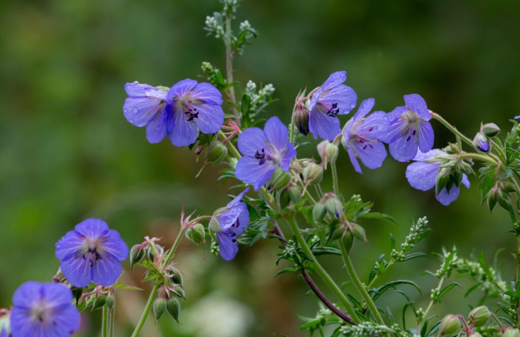 Beemdooievaarsbek is de waardplant van het bruin blauwtje (de Natuur van hier)