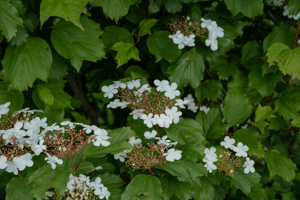 De Gelderse roos krijgt opvallende schermvormige, witte bloemen (de Natuur van hier)