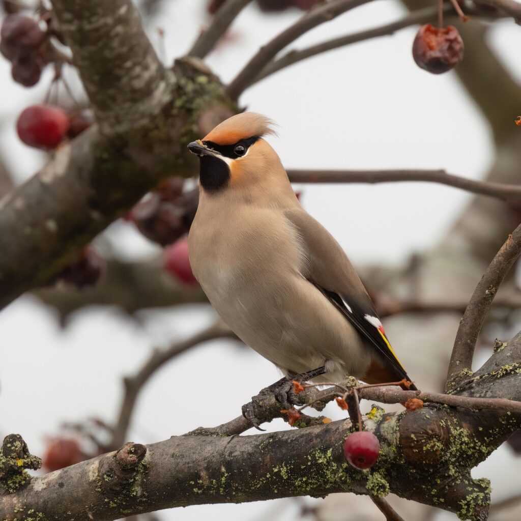 Inheemse heesters struiken pestvogel