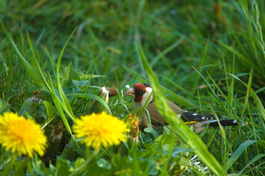 Zorg voor inheemse planten die zaad vormen in je tuin, hier houden vinken van (de Natuur van hier)