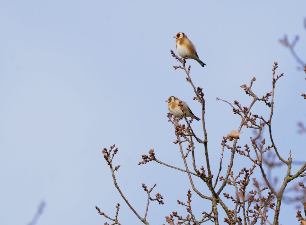 Distelvinken zijn kleurrijke vogels (de Natuur van hier)
