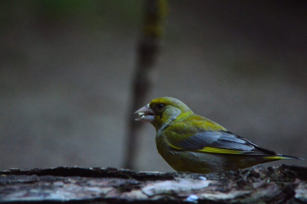 Groenlingen hebben een stevige snavel, waarmee ze harde zaden gemakkelijk kunnen kraken (de Natuur van hier)
