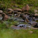 Vinken in Nederland: complete gids met soorten, herkenning & zang Kneu (de Natuur van hier)