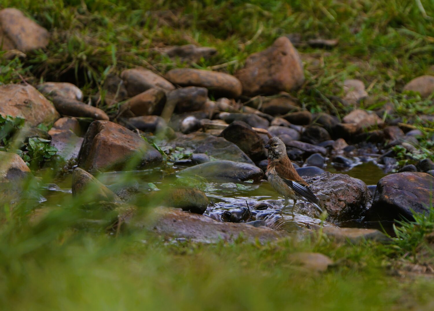 Kneu (de Natuur van hier)