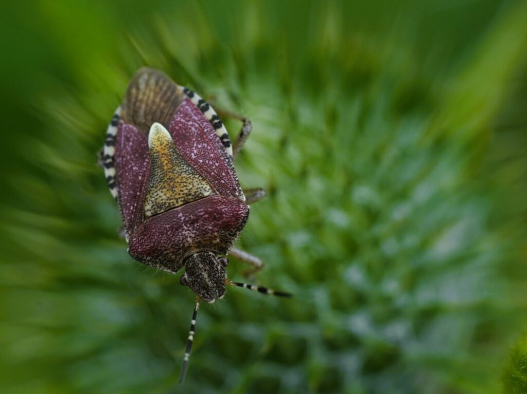Bessenschildwants, Roosteren 2025 - 3