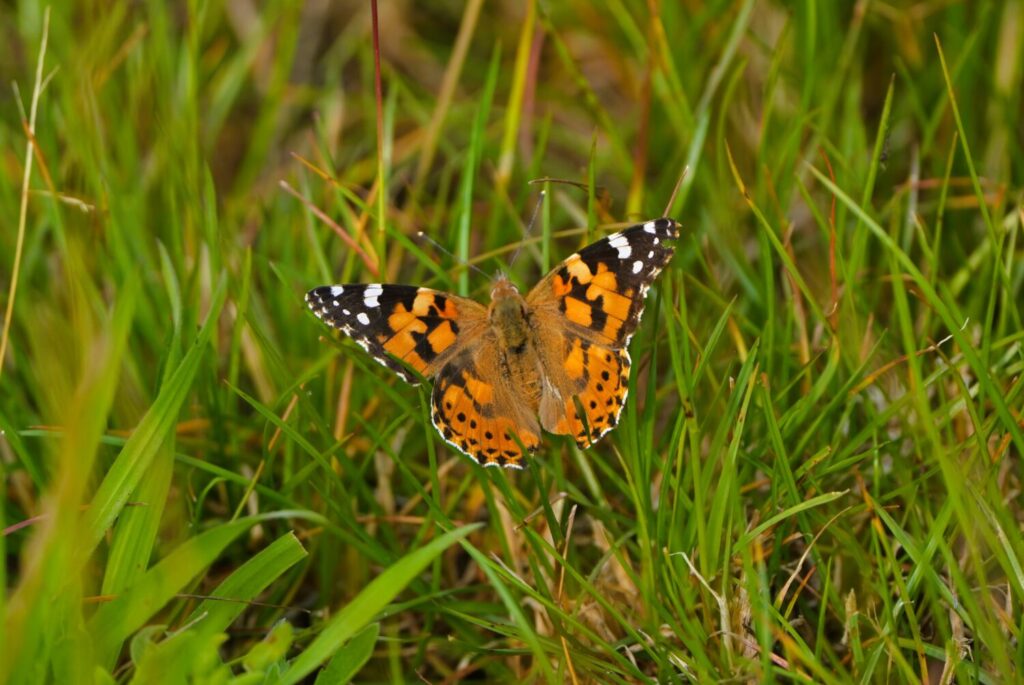 Distelvinder (de Natuur van hier)