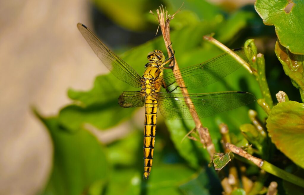 Gewone oeverlibel (de Natuur van hier)
