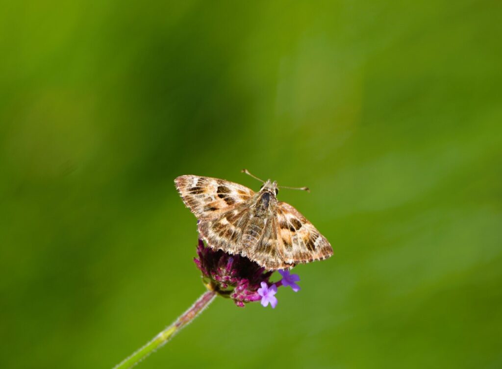 Kaasjeskruiddikkopje (de Natuur van hier)