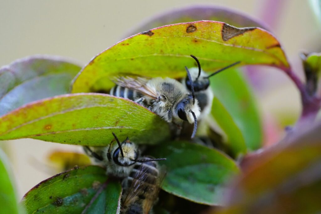 Klaverdikpoot (de Natuur van hier)