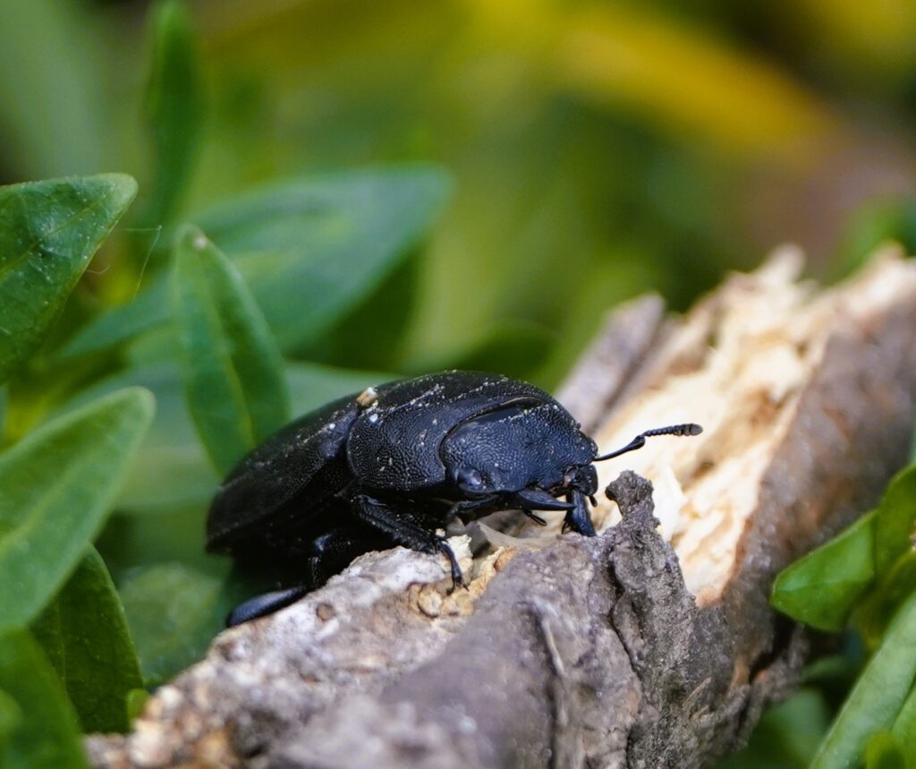 Klein vliegend hert (de Natuur van hier)