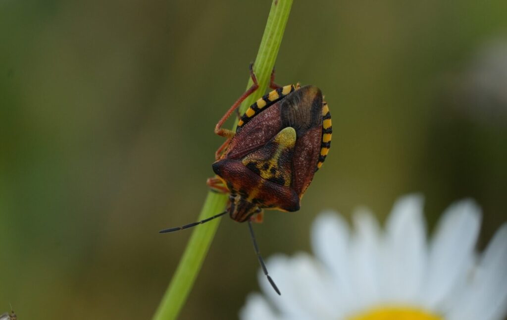 Knoopkruidschildwants (de Natuur van hier) natuurtuin