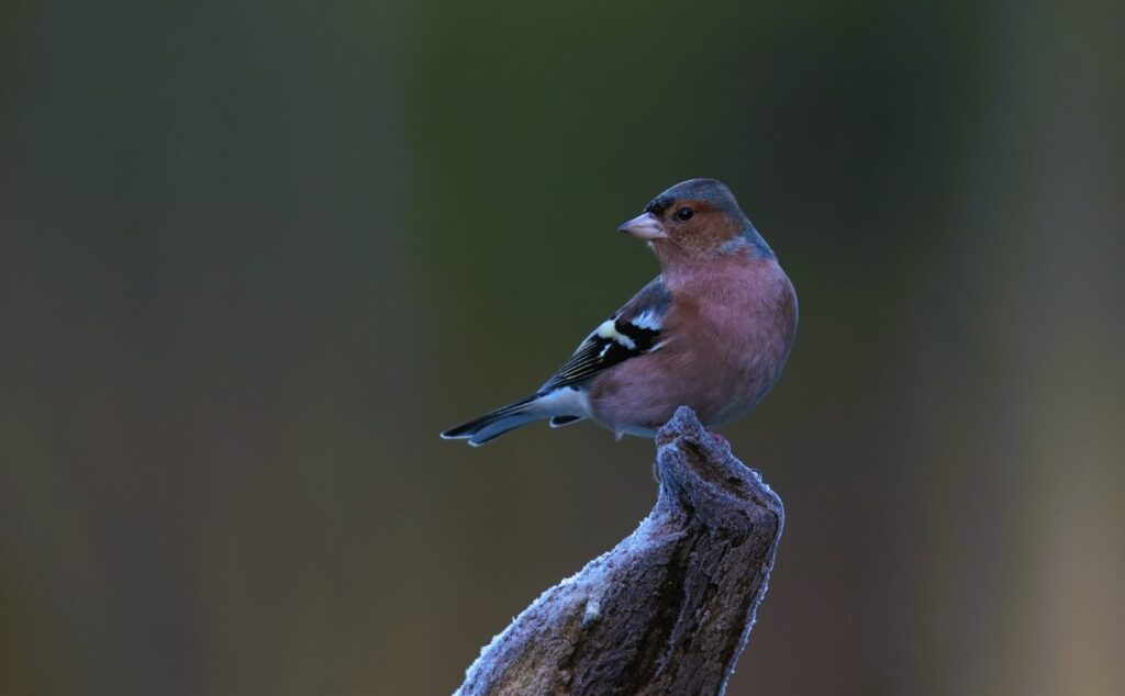 De gewone vink is veruit de bekendste en algemeenste vinkensoort in Nederland (de Natuur van hier)