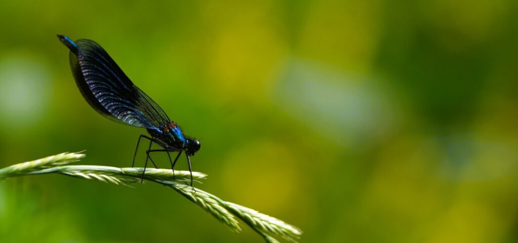 Weidebeekjuffer natuurtuin (de Natuur van hier)
