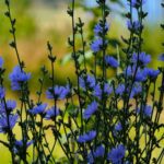 Wilde cichorei is een uitstekende inheemse plant voor op kleigrond (de Natuur van hier)
