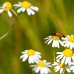 Natuurtuin in ontwikkeling deel IX - een zomer vol leven Zwartstip-boktor Natuurtuin