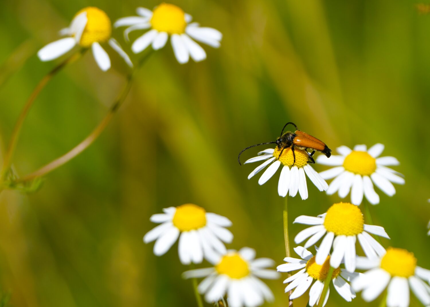 Zwartstip-boktor Natuurtuin