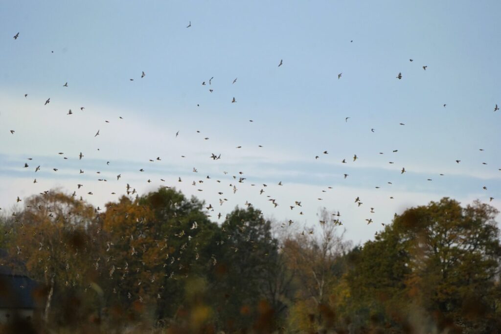 Buiten het broedseizoen leven vinken vaak in grote gropen, vaak met andere soorten zoals distelvinken en keepen