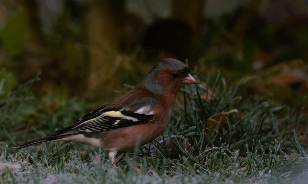 Vinken foerageren graag op de grond (de Natuur van hier)